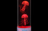 Jelly Fish Round Tank - White (interchangeable Eu/uk Adapter)