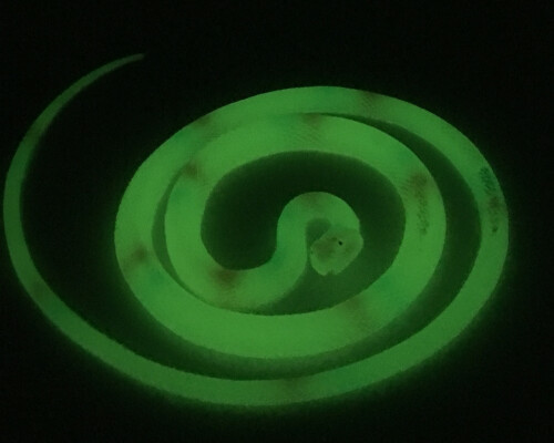 Glow In Dark Snake