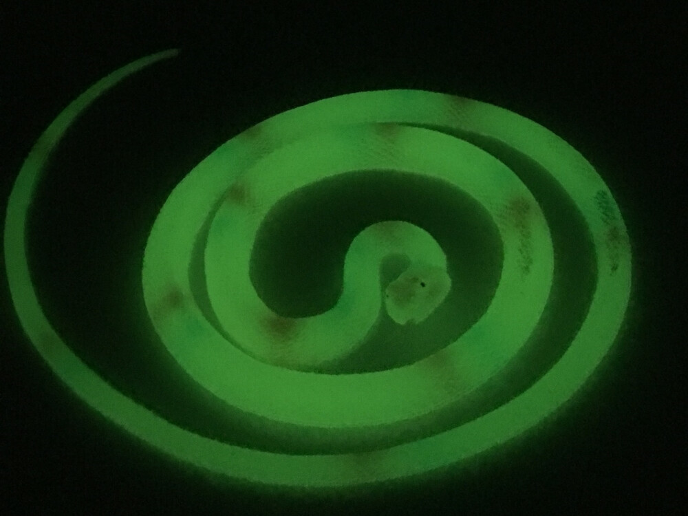 Glow In Dark Snake