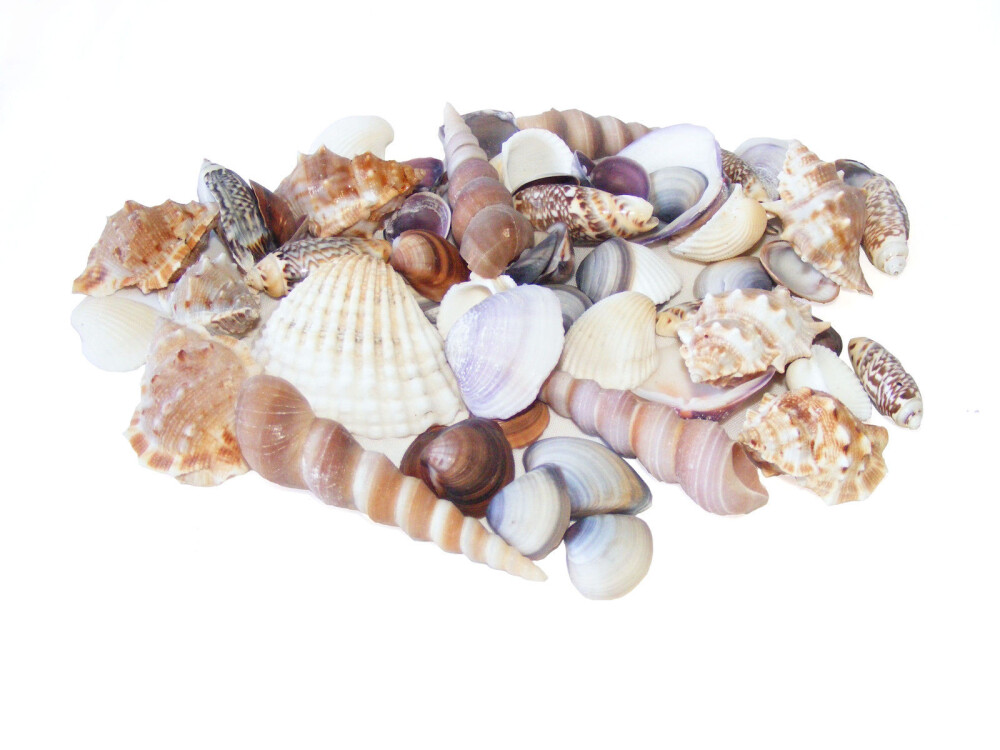 Mixed Shells Pack 900g