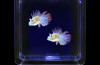 Fish Tank Square - 2 Tropical Fish (interchangeable Eu/uk Adapter)