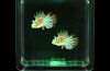 Fish Tank Square - 2 Tropical Fish (interchangeable Eu/uk Adapter)